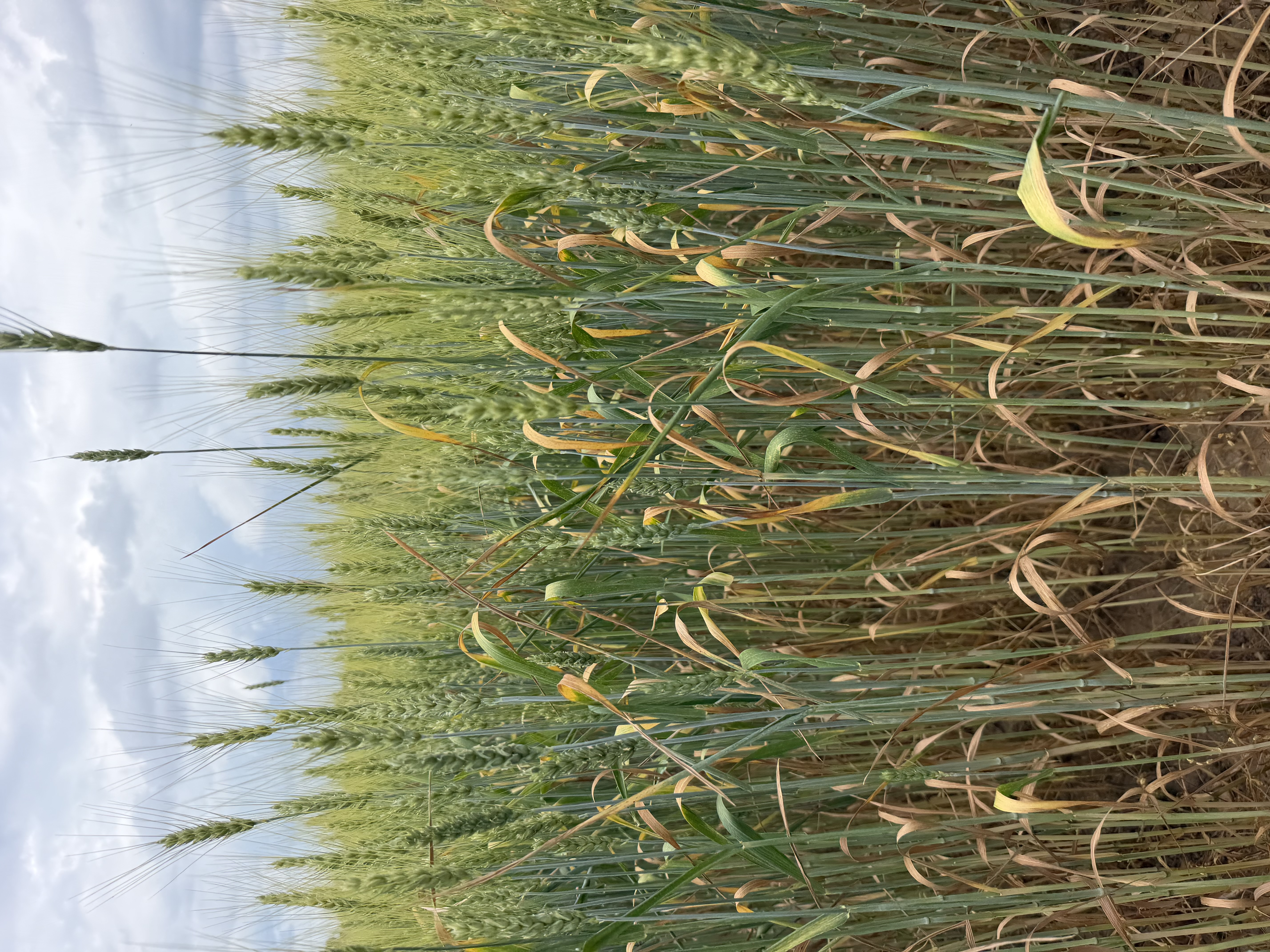 A wheat field 